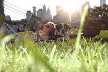 Load image into Gallery viewer, Peacock Sketchbook