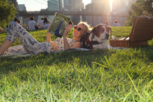 Load image into Gallery viewer, Peacock Sketchbook