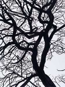 Camus Winter Tree Yoga Capris