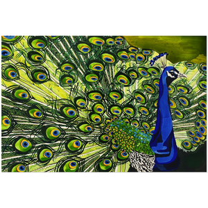 Peacock: Acrylic Prints